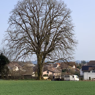 Linde Pfarrhausgarten