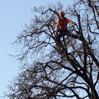 Linde beim Pfarrhausgarten