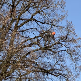 Pflegeschnitt Linde Ofehüsi