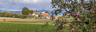 Thunstetten-Kirche mit Apfelbaum